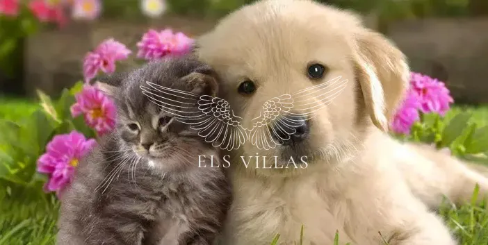 Evcil Hayvan İzinli Villalar